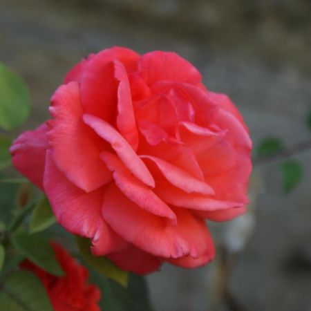 Romantic Gite Nr St Emilion With Private Pool And Views To Die For Pujols  Eksteriør billede